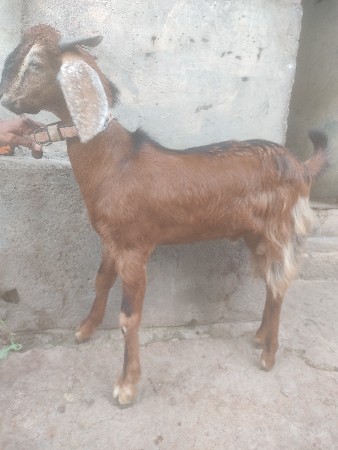 PATIRO BAKRO VECHVANO CHE