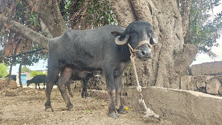 આ વેચવાનું છે