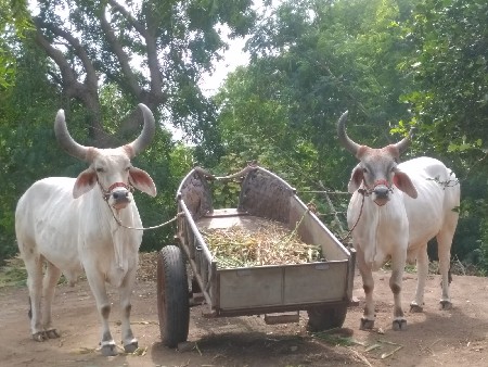 વેચવાના છે