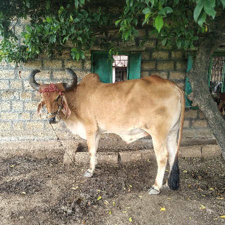 ગોઢલા વેચવાના છે