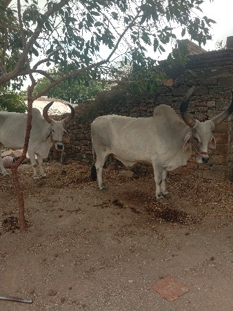 બડધવેચવાનાછે