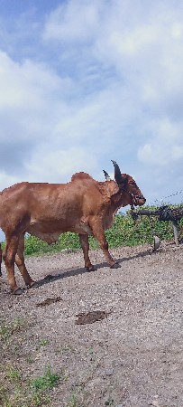 એક વાવણી વાવેલ