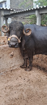 ભેંસ વેચવાની છે