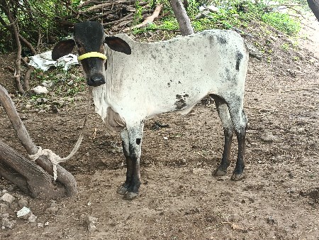 કાળી કાબરી વાછડી વેચવાની છે