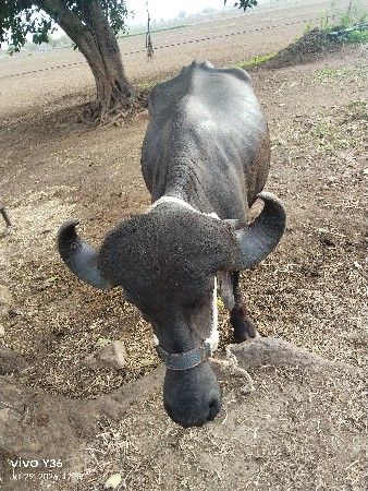ખડેલી વેચવા ની છે