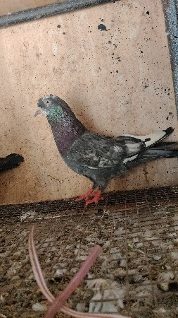 કબુતર દેવાના છે