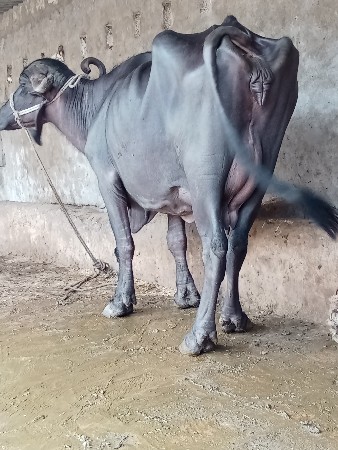 ભેશ વેછવાની છે તેજુ વેતર છે