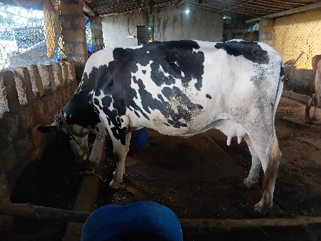 એ સબ ગાયો વેચવાની છે