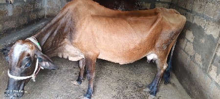 જરસી ગાય