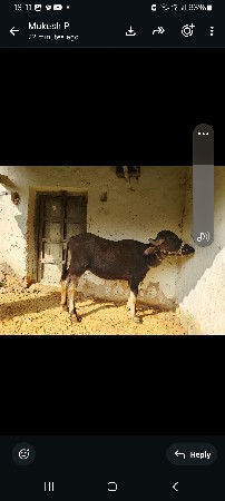 ખડેલી વેચવાની છે