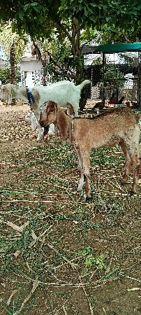 બકરી વેચવાની છે