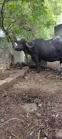 ભેંશ વેચવાની છે