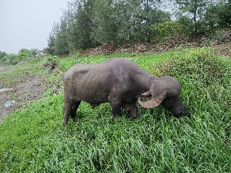 pado