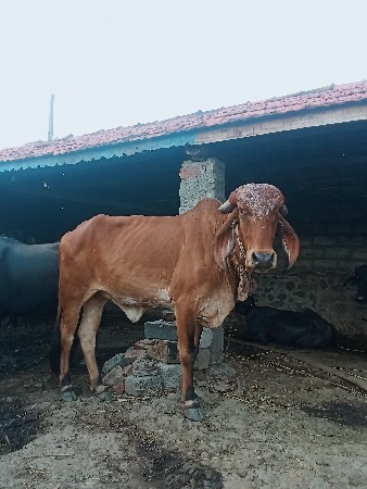 khavad mahendra bhai