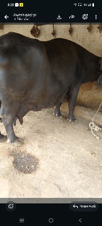 વેસવાની