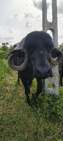 ભેંસ