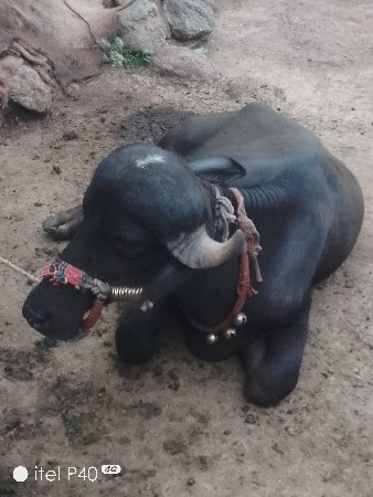 કેશોદ જુનાગઢ કેશોદ જુનાગઢ