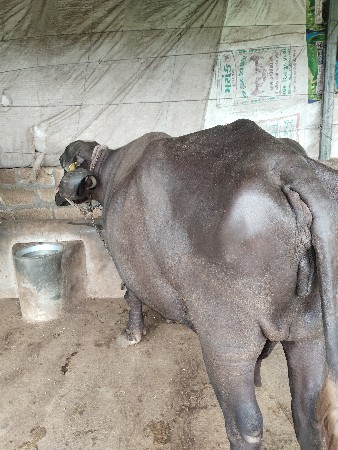 આ ભેંસ વેચવાની છે