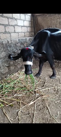 ભેંસ વેચવાની સે
