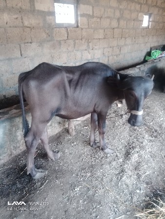 આ ખડેલી વેચવાની છે