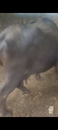 4. વેતર