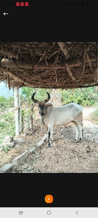 ગોઢલો વેચવાનો છે