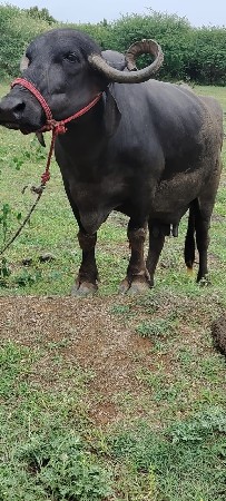 આ ભેંસ વેચવાની છે