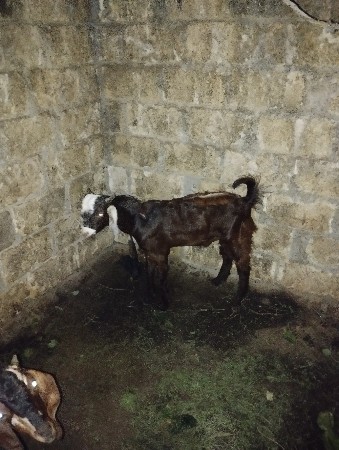 ત્રણ બોકડા