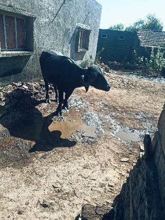 પાડો વેચવાનો છે
