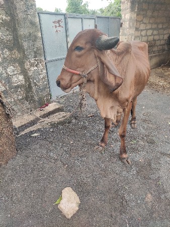 ગીર ઓડકી વેચવા ની સે