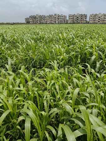 લીલીજુવારવેસવાનીસે