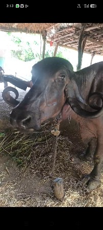 આ ભેંસ વેચવાની છે સોથુ વેતર છે