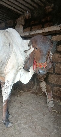 લીલડી વાછડી વેચવાની છે
