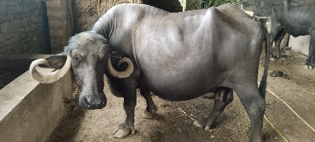 ભેંસ વેસવાની છે