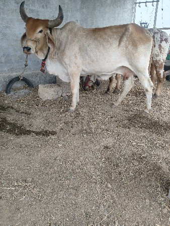 ગાય વેચવાનિછે બે