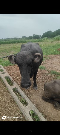 ભેંસ વેચવાની છે