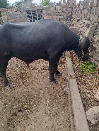 પાડો વેચવાનો છે