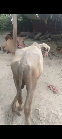 બિલકુલ વેચવાના છે બડા
