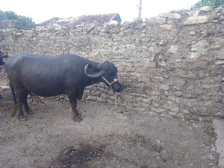 2 મહીના‌કાચી