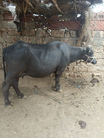 3 વેતર વીયાસે