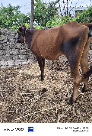 3 hf cross હોડકી