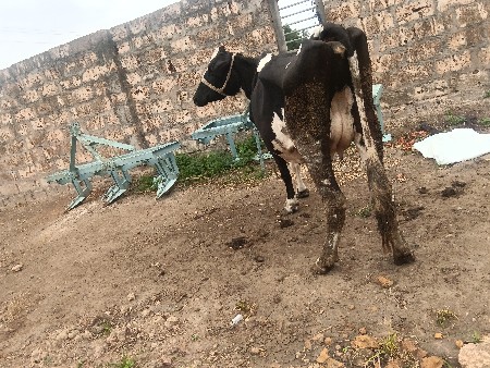 બે એચએફ ગાયું વેચવાની છે