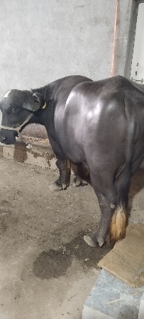 ભેંસ