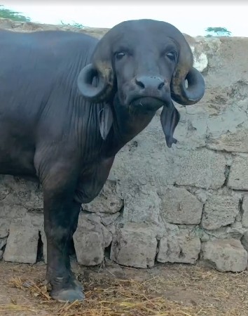 ટોપલો પાડો વેંચવાનો છે