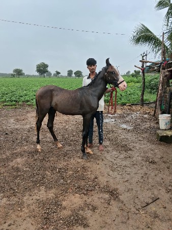 વસેરો સાટુ કરવાનું છે