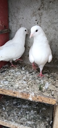 kabootar sell