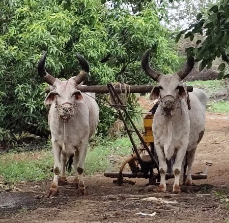 MORI HARSHILSINH