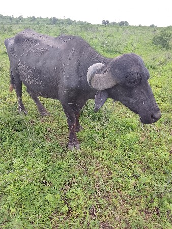 ભેંસ સામે સારો પાડો લેવો છે