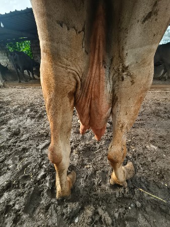 ઉપલેટા જોવા મલસે