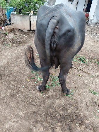 વેચવાની છે